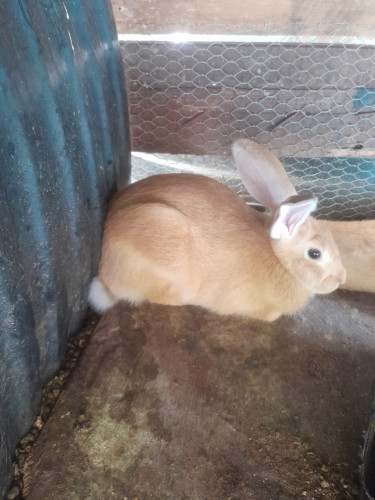 Rabbits  Other Pets Kingston 