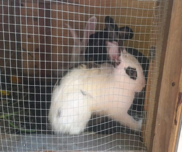 Rabbits 