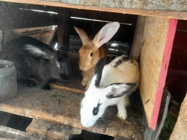 Rabbits 