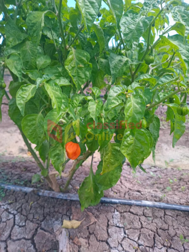 Live In Male Farm Workers Needed Full Time Jobs St Catherine