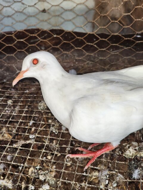 White Dove Bird