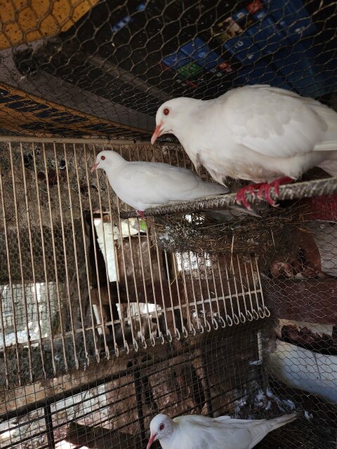 White Dove Bird
