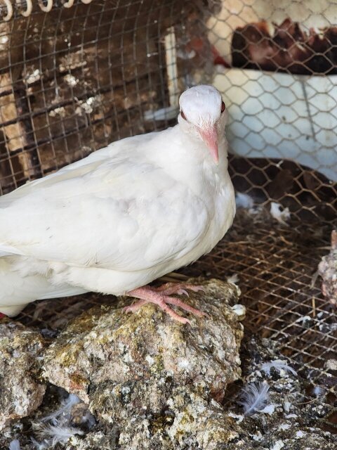 White Dove Bird