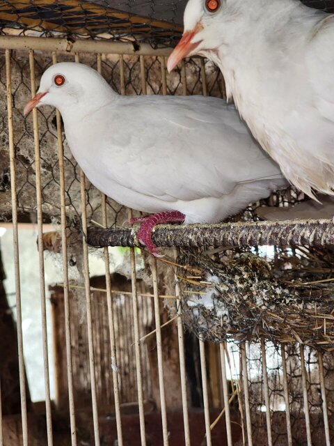 White Dove Bird Birds Junction