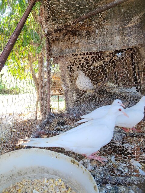 White Dove Bird