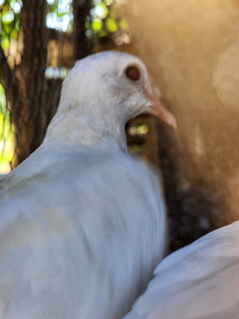 White Dove Bird