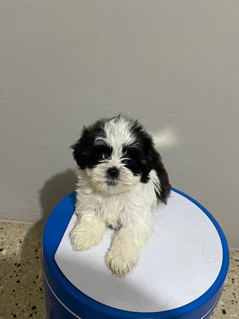Shih Tzu X Poodle Puppies Females