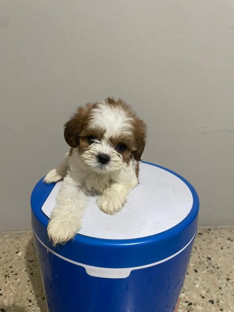 Shih Tzu X Poodle Puppies Females Dogs Kingston
