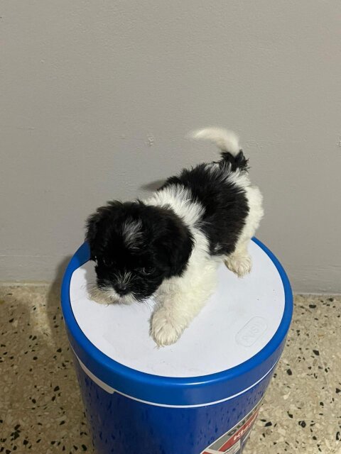 Shih Tzu X Poodle Puppies Females