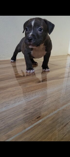 Bully Puppies