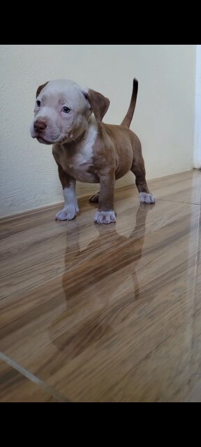Bully Puppies Dogs Kingston