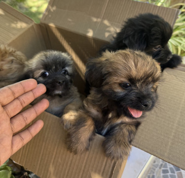 Shihtzu Pomeranian  7 Weeks Old   Dogs Half Way Tree