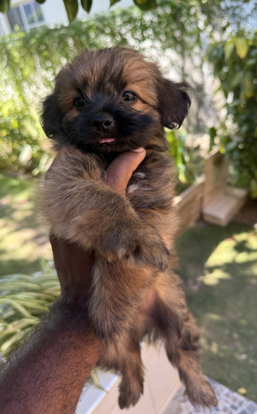 Shihtzu Pomeranian  7 Weeks Old  