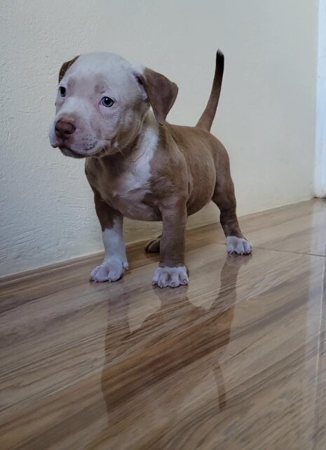 Bullie Pups Located In Kingston Dogs Kingston 6
