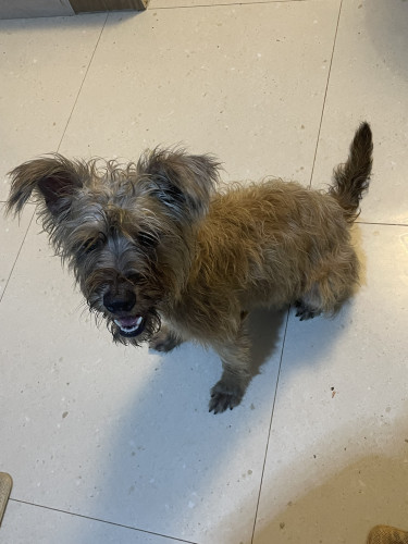 Shitzu Poodle Mix Around 6 Months Old