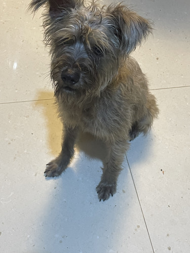 Shitzu Poodle Mix Around 6 Months Old