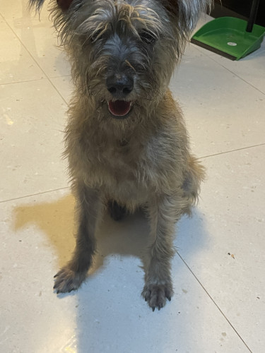 Shitzu Poodle Mix Around 6 Months Old Dogs WhatsApp Me