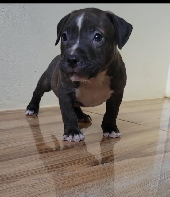 Bullie Pups Located In Kingston