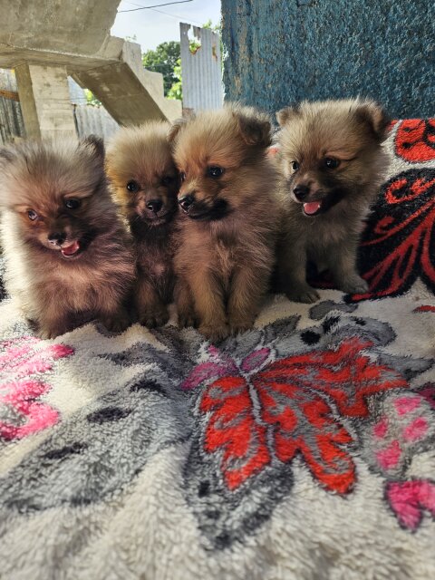 6 Weeks Old Full Bred Pomeranians