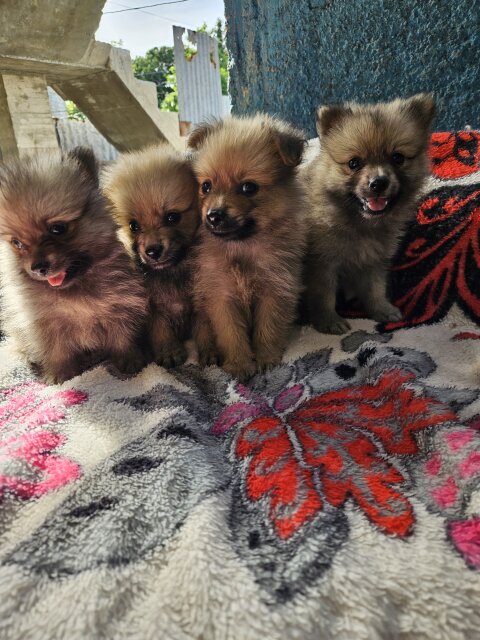6 Weeks Old Full Bred Pomeranians Dogs Vineyard Town