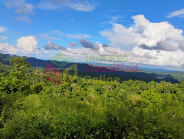 1/2 Acre In Holly Hill Land Darliston