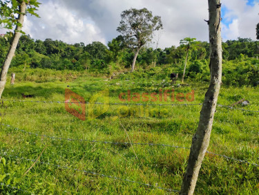 1/2 Acre In Holly Hill