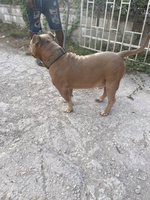 Bully