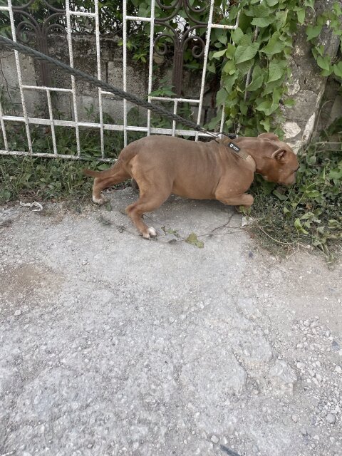 Bully