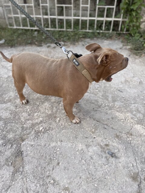 Bully