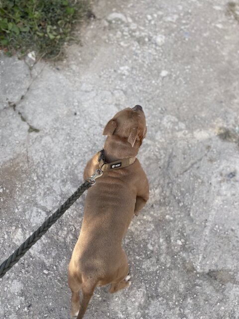 Bully