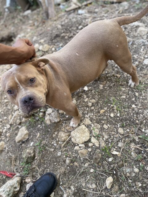 Bully