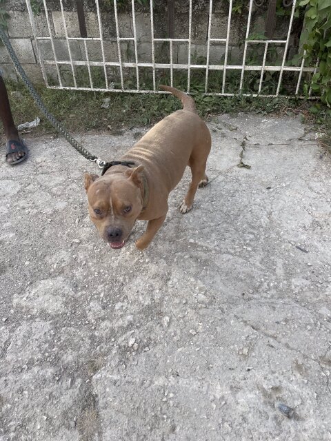 Bully