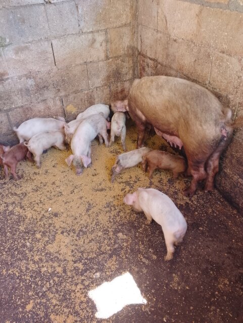 Pig Livestock Kitson Town