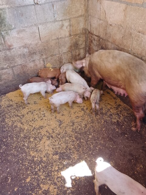 Pig