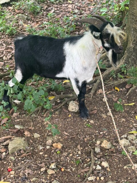 GOAT Other Pets Lime Hall St Ann