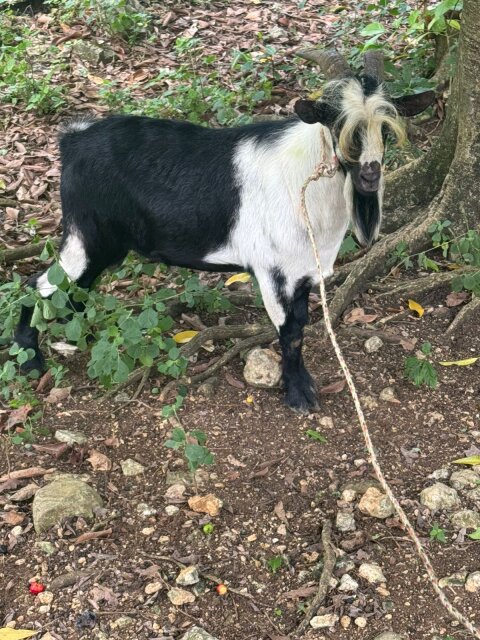 GOAT