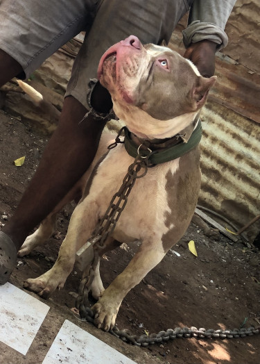 American Bully For Sale 9 Months Old Weight 100pd