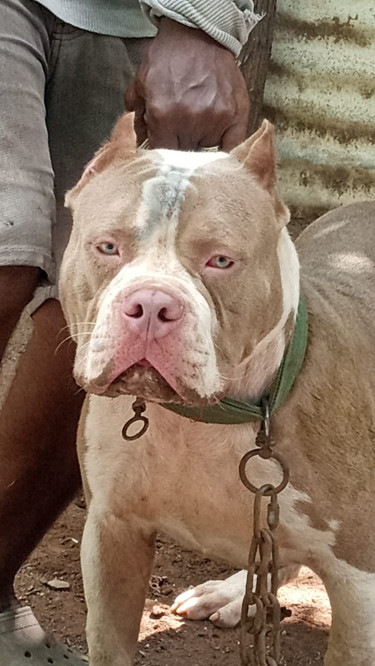 American Bully For Sale 9 Months Old Weight 100pd Dogs Old Harbour 