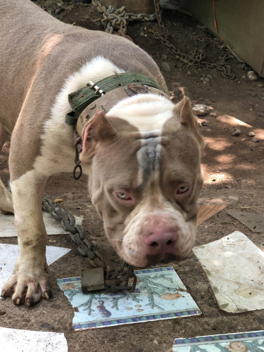 American Bully For Sale 9 Months Old Weight 100pd