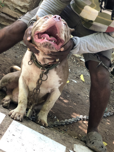 American Bully For Sale 9 Months Old Weight 100pd