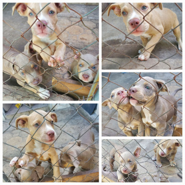 Dogs/Puppies  Dogs Kingston