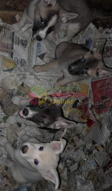 8 Weeks Old Akitta Dogs Old Harbour