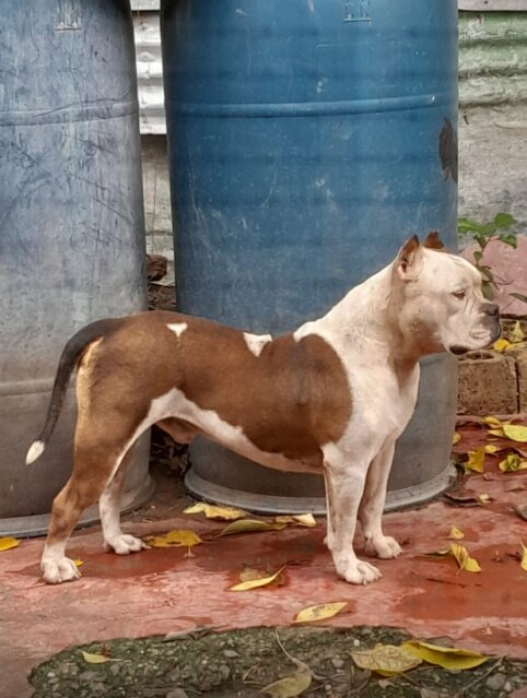 Male American Bully Dogs Hartford
