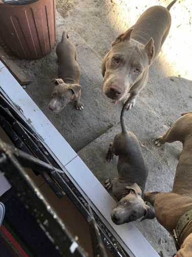 PitBull Puppies