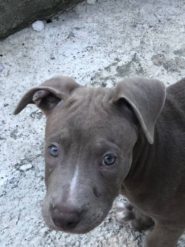 PitBull Puppies