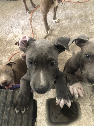PitBull Puppies Dogs Spanish Town