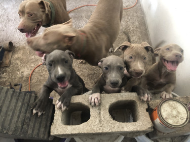 PitBull Puppies