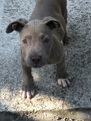 PitBull Puppies