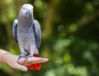 Hand Tamed Parrots And Fertile Eggs For Sale Birds Kingston