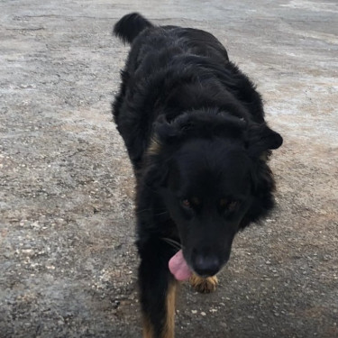 German Shepherd (Fully Vaccinated) Dogs Mandeville 